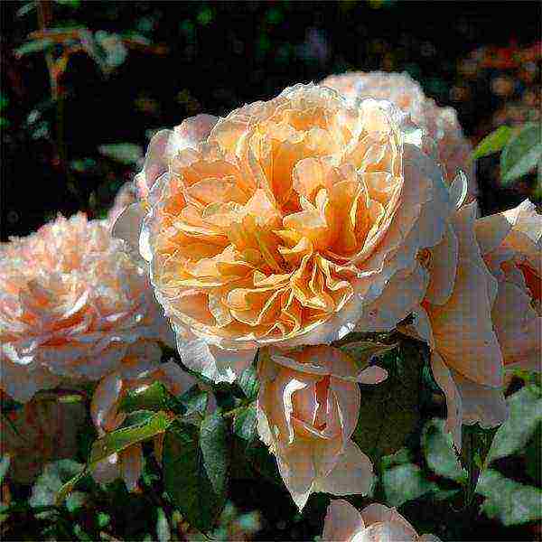 Masada roses are the best varieties