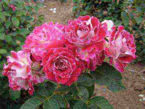 Masada roses are the best varieties