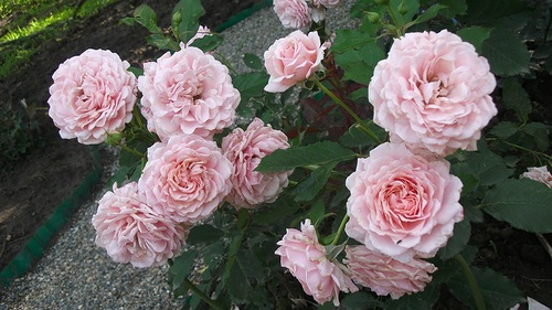 Masada roses are the best varieties