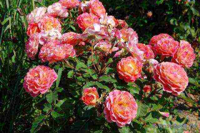 Masada roses are the best varieties