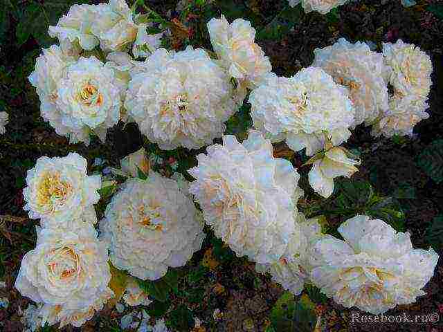 Masada roses are the best varieties