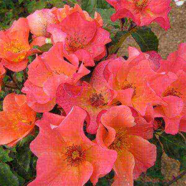 Masada roses are the best varieties