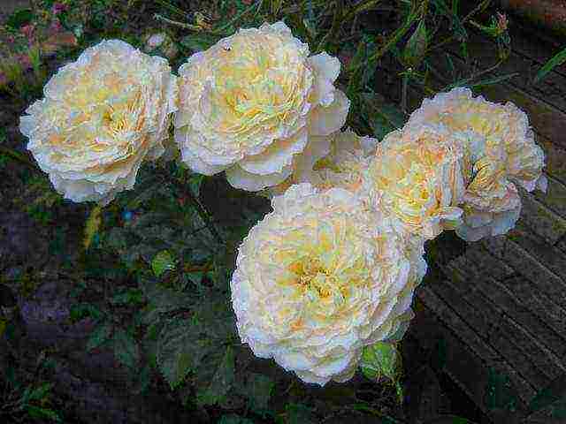 Masada roses are the best varieties