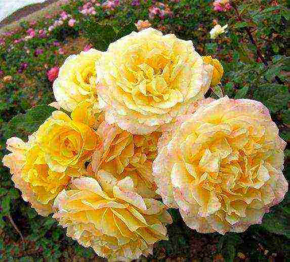 Masada roses are the best varieties