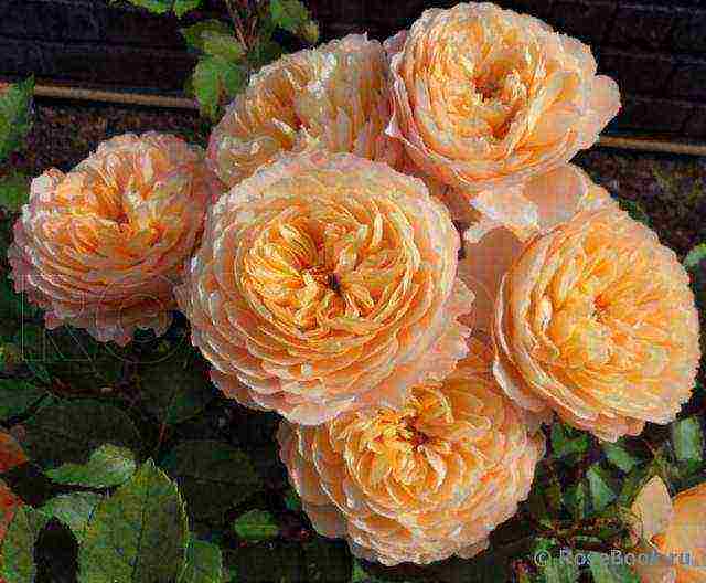 Masada roses are the best varieties