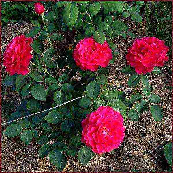 Masada roses are the best varieties