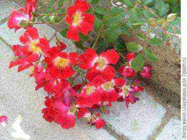 ground cover roses pinakamahusay na mga pagkakaiba-iba