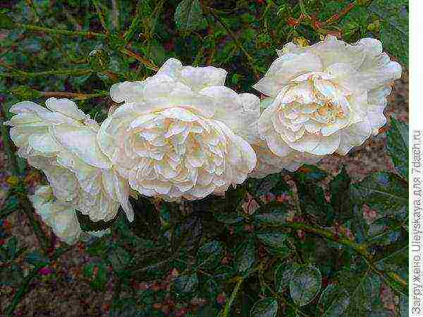 ground cover roses best varieties