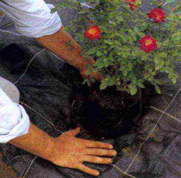 ground cover roses planting and care in the open field for beginners