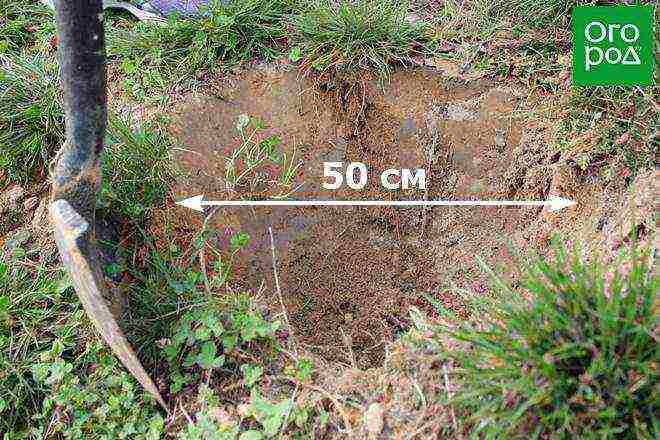 ground cover roses pagtatanim at pag-aalaga sa bukas na patlang para sa mga nagsisimula