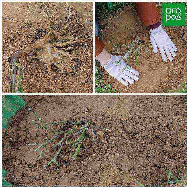 ground cover roses planting and care in the open field for beginners