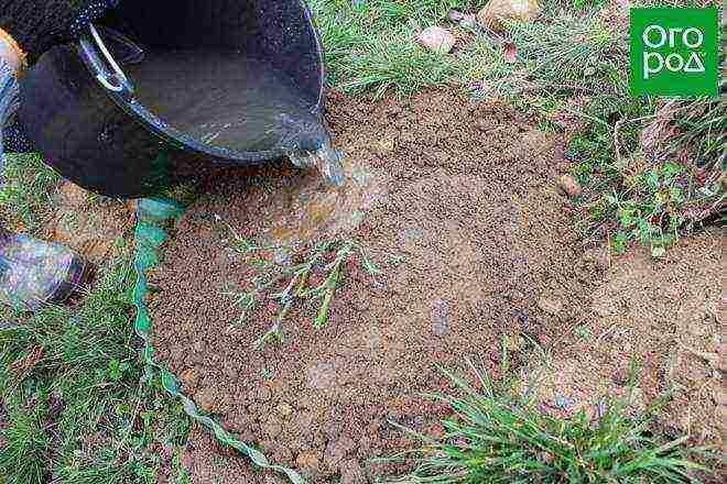 ground cover roses planting and care in the open field for beginners