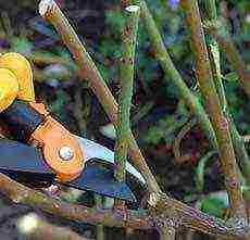 roses planting and care in the open field in spring cuttings