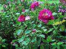 roses planting and care in the open field in spring cuttings