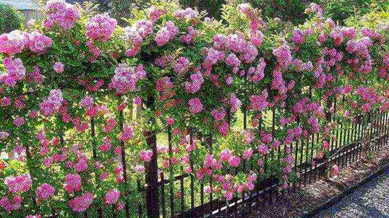 roses planting and care in the open field in spring cuttings