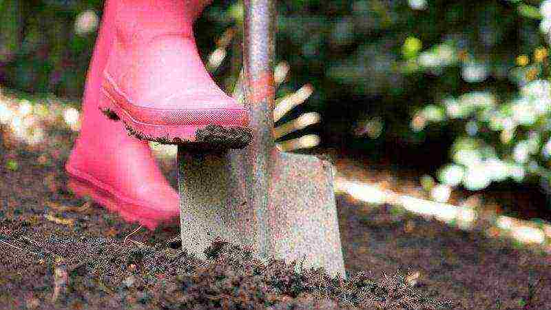 roses planting and care in the open field in spring cuttings