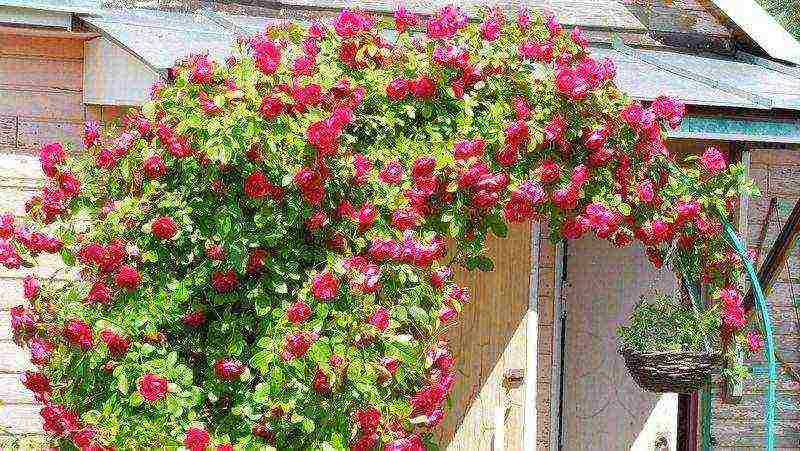 roses planting and care in the open field in spring cuttings