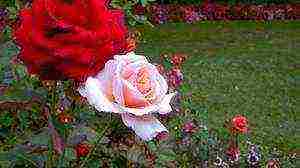 roses planting and care in the open field in spring cuttings