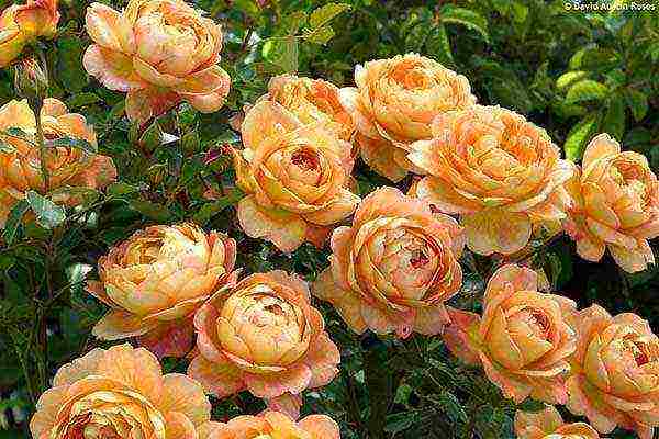 roses are the best varieties