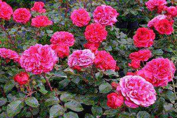 roses are the best varieties