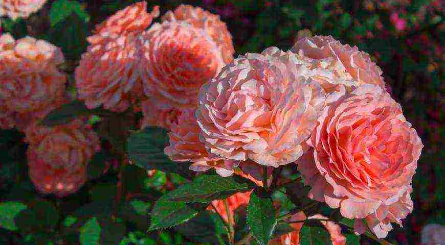 tantau roses best varieties