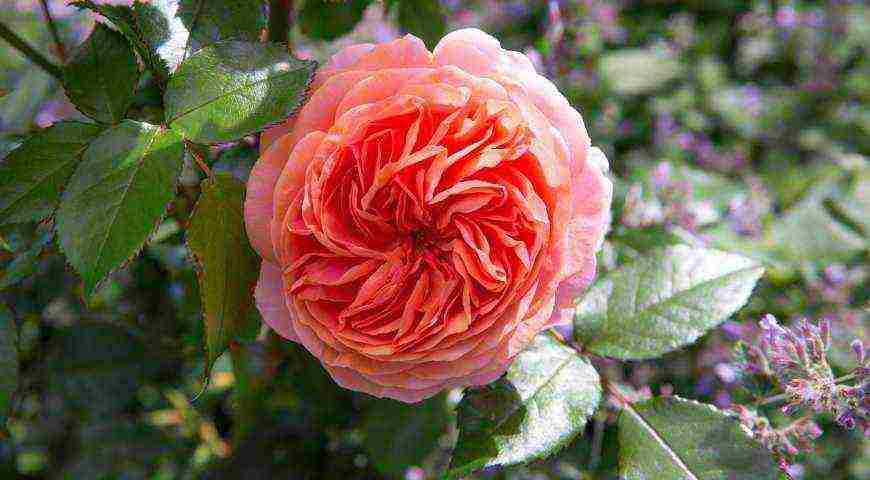 tantau roses best varieties