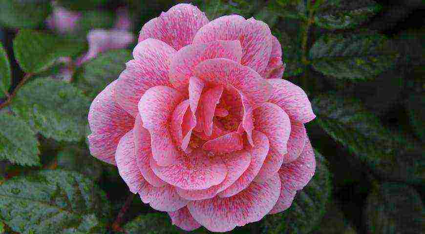 tantau roses best varieties