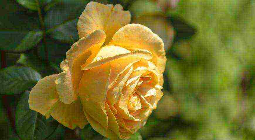 tantau roses best varieties