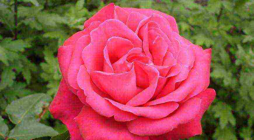 tantau roses best varieties