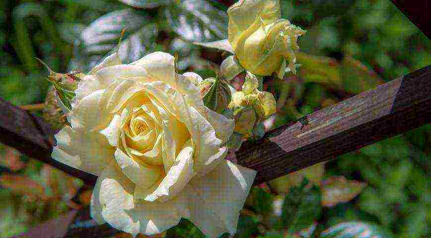 tantau roses best varieties