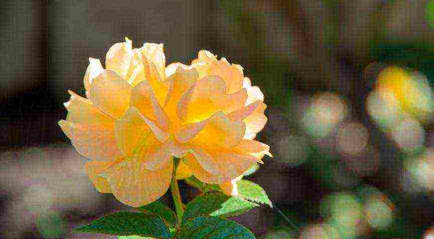 tantau roses best varieties