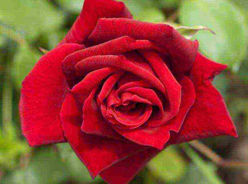 tantau roses best varieties