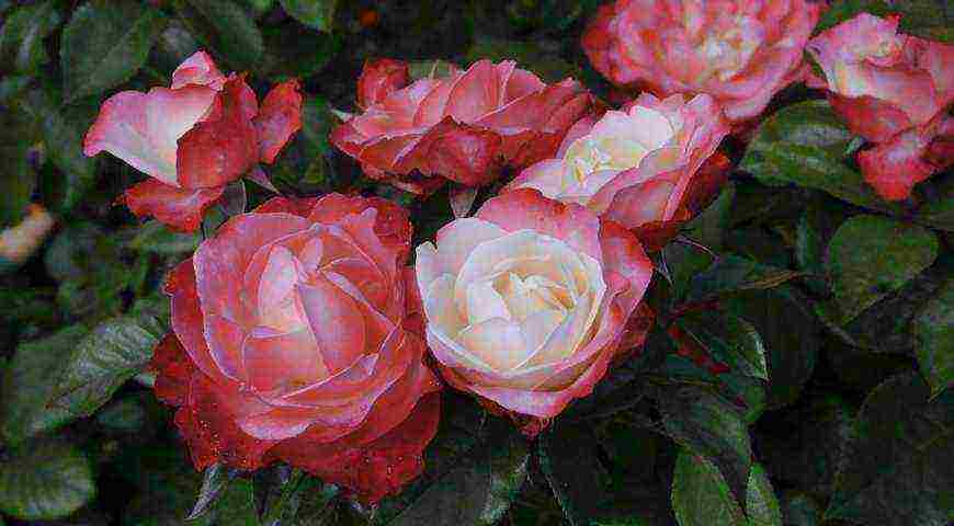 tantau roses best varieties