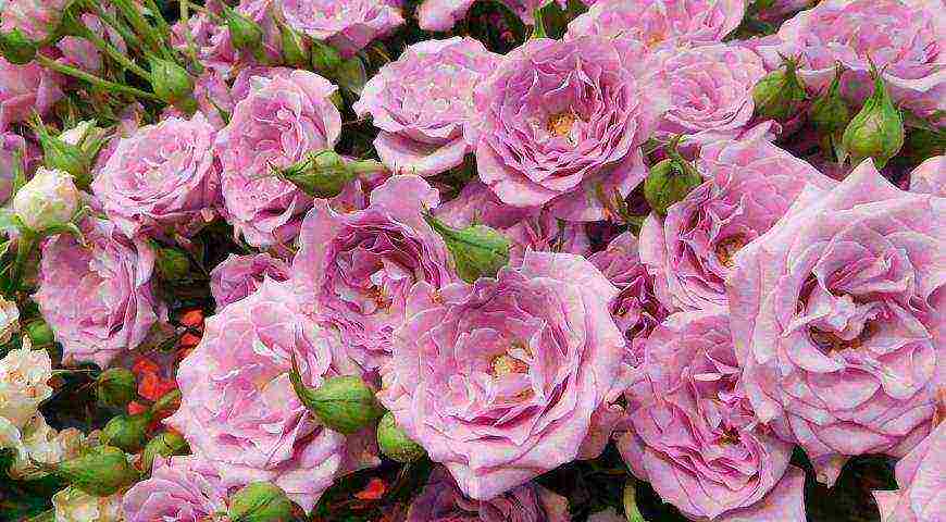 tantau roses best varieties