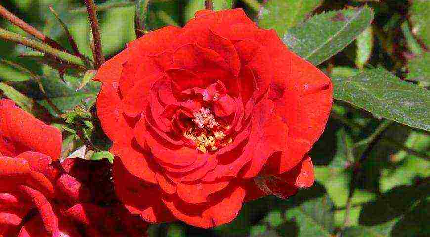 tantau roses best varieties