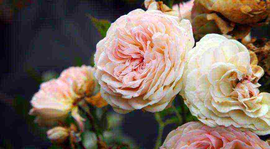 tantau roses best varieties