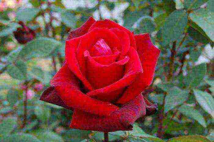 tantau roses best varieties