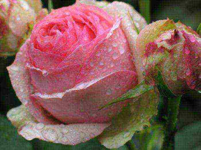 tantau roses best varieties