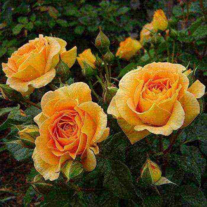 tantau roses best varieties