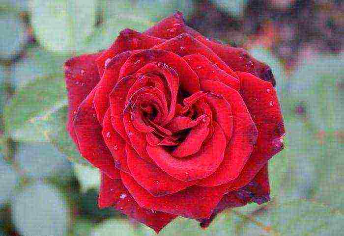 tantau roses best varieties