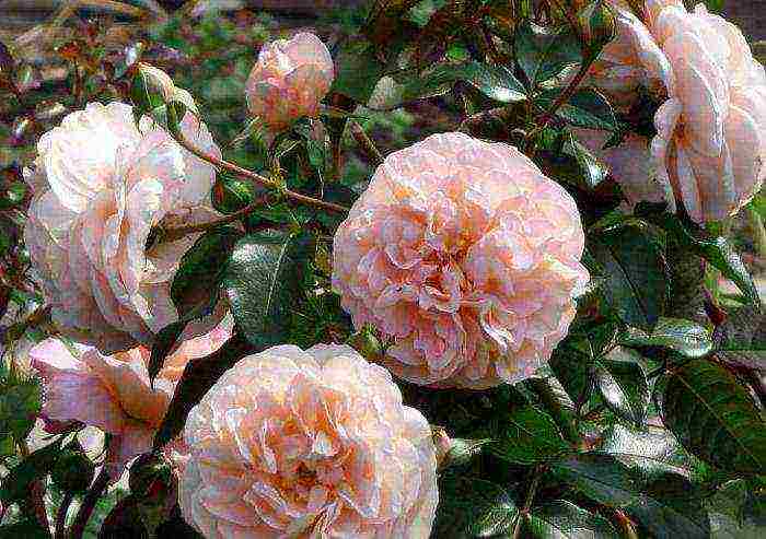 tantau roses best varieties