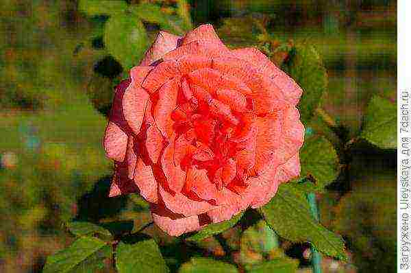 tantau roses best varieties