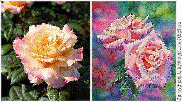 tantau roses best varieties