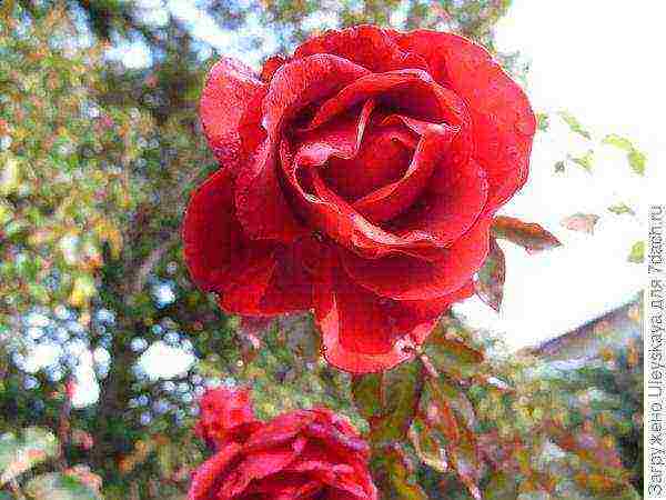 tantau roses best varieties