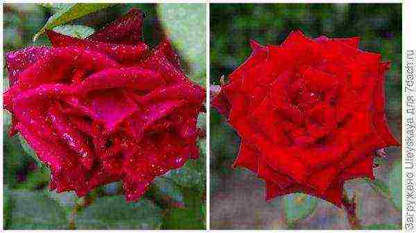 tantau roses best varieties