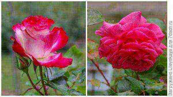 tantau roses best varieties