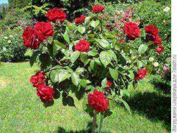 tantau roses best varieties