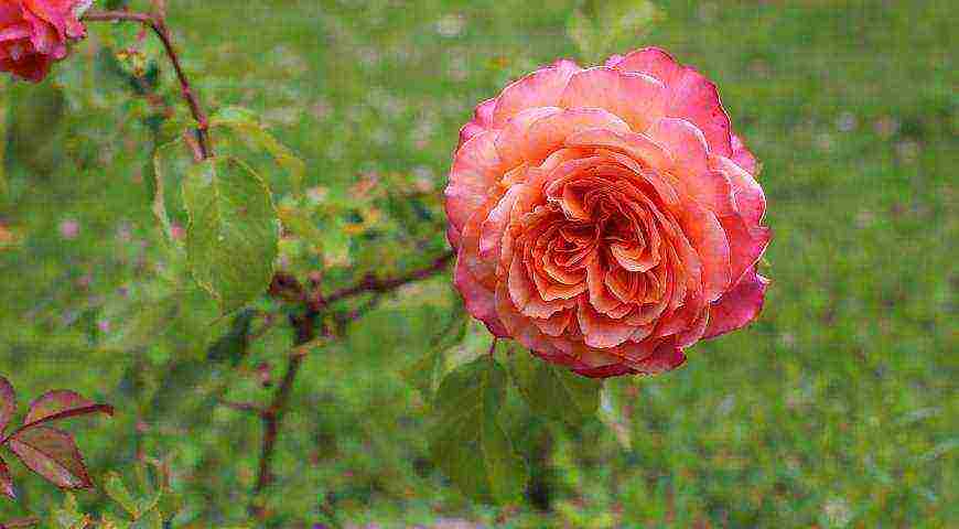 tantau roses best varieties