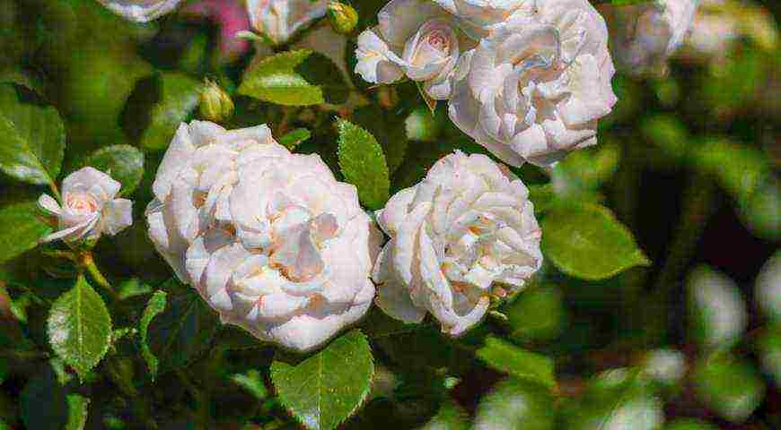 tantau roses best varieties