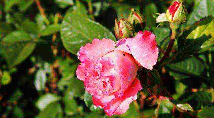 tantau roses best varieties